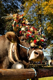 Transhumance en Bavière